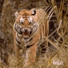 Roar Nat Geo Wild GIF - Roar Nat Geo Wild Animal Fight Night GIFs