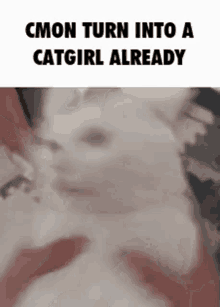 Catgirl Come On GIF - Catgirl Come On Already GIFs