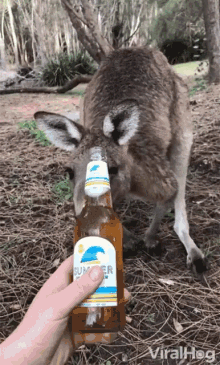 kangaroo jumping kangaroo alcohol beer viralhog