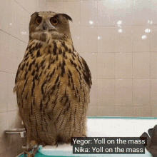 Yoll Yoll The Eagle Owl GIF - Yoll Yoll The Eagle Owl Yoll Owl GIFs