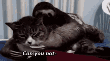 Cats Sloth GIF - Cats Sloth Can You Not GIFs