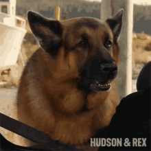 barking rex diesel vom burgimwald hudson and rex arf