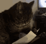 paperwork-cat.gif