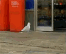 Seagulls Be Like Funny Animals GIF - Seagulls Be Like Funny Animals Stealing GIFs