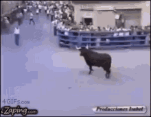Bull Toro GIF - Bull Toro GIFs