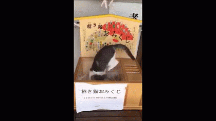 お正月 おみくじ 猫 ねこ ネコ Gif Newyear Omikuji Fortune Discover Share Gifs お正月 おみくじ 猫 ねこ ネコ Gif Newyear Omikuji Fortune Discover Share Gifs
