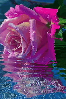 Rose Glitter Pinks Glitter GIF - Rose Glitter Pinks Glitter GIFs