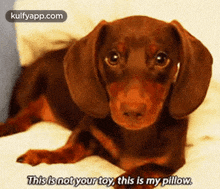 This Is Not Your Toy, This Is My Pillow..Gif GIF - This Is Not Your Toy This Is My Pillow. Dog GIFs