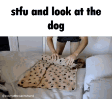 Stfu And Look At The Dog GIF - Stfu And Look At The Dog GIFs