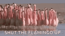 dmv flamingo weekend hours broward