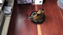 Shark Cat On A Romba GIF - Shark Cat Roomba GIFs