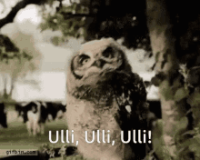 ulli owl funny