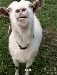 lol goat