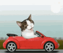 Cat Car GIF - Cat Car GIFs
