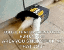 Cats In Boxes Fail GIF - Cats In Boxes Fail Are You Still Stuck At That Job GIFs