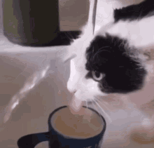 Cat Broken Cat Drinking GIF - Cat Broken Cat Cat Drinking GIFs