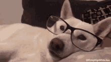 Dog Glasses Lazy Dog GIF - Dog Glasses Lazy Dog Eyeglasses GIFs
