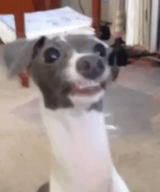 Dogs Funny Animals GIF - Dogs Funny Animals Pheven GIFs