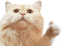 Cat Thumbs Up Sticker - Cat Thumbs Up Like Stickers