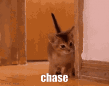 Cat Chase GIF - Cat Chase Cat Chase GIFs