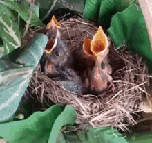 Baby Birds Hungry GIF - Baby Bird Baby Bird Hungry Baby Bird Nest GIFs
