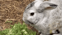 nat geo rabbit bunny lunch