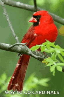 Cardinal Sparkle GIF - Cardinal Sparkle Good GIFs