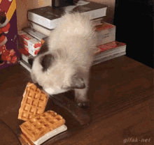 Cat Waffles GIF - Cat Waffles Waffle GIFs