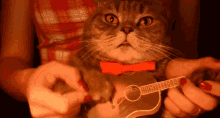 Musical Cat GIF - Cat Ukulele Strum GIFs