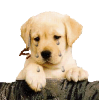 Sad Puppy Crying Sticker - Sad Puppy Crying Sad Eyes Stickers