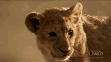 Watching GIF - Nat Geo Lion Cub GIFs