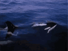 Orca Sea Creature GIF - Orca Sea Creature GIFs