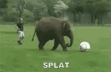 Elephant Splat Over Ball GIF - Splat Elephant Trips Elephant Fail GIFs