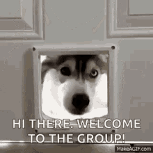 Huski Dog GIF - Huski Dog GIFs