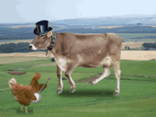Dancing Cow GIF - Dancing Cow Chicken GIFs