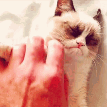 Grumpycat Scratch GIF - Grumpycat Grumpy Cat GIFs
