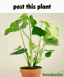 Esmbot Funny GIF - Esmbot Funny Plant GIFs