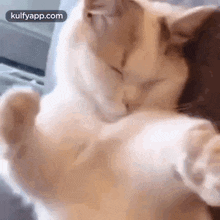 Have A Wonderful Day Everyone.Gif GIF - Have A Wonderful Day Everyone Cat Pet GIFs