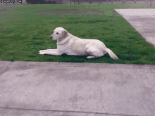Lazy Dog GIF - Lazy Dog GIFs