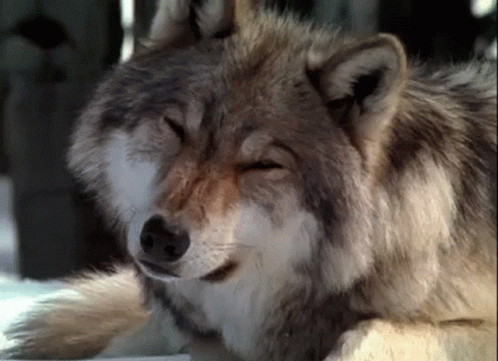 Cute Wolf
