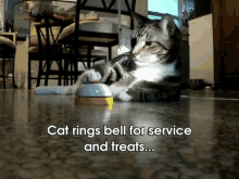 Human! Bring Another! GIF - Cats GIFs