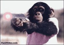 Angry Monkey GIF - Angry Monkey GIFs