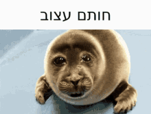 Sad Seal Hebrew GIF - Sad Seal Seal Hebrew GIFs