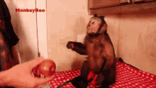 Catch It Capuchin Monkey GIF - Catch It Capuchin Monkey Monkeyboo GIFs