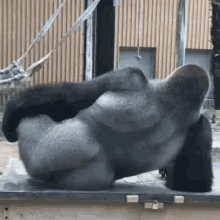 Gorilla Itchy GIF - Gorilla Itchy Scratch GIFs