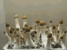 Psilocybe Cubensis Magic Mushrooms GIF - Psilocybe Cubensis Magic Mushrooms Growing GIFs