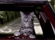 Cat Driving GIF - Cat Driving Car Ride GIFs
