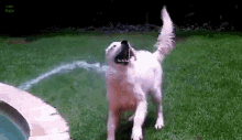 Water Z Dog GIF - Water Z Dog Loves Water GIFs