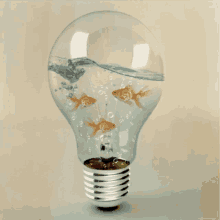 ideas goldfish cute light bulb light