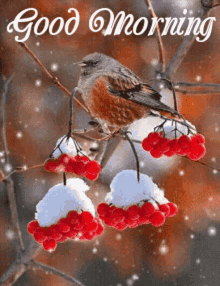 Good Morning Snowing GIF - Good Morning Snowing Bird GIFs